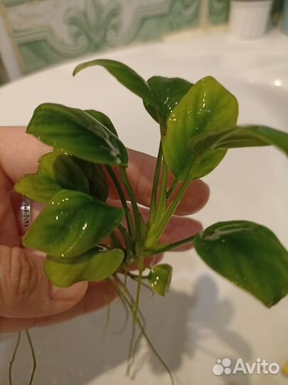 Аквариумное растение, пистия