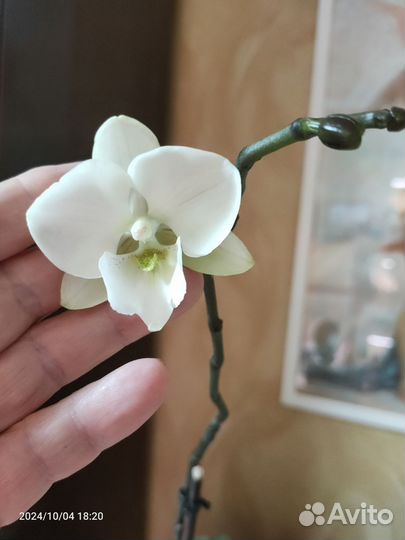 Орхидея фаленопсис биглип Eileen