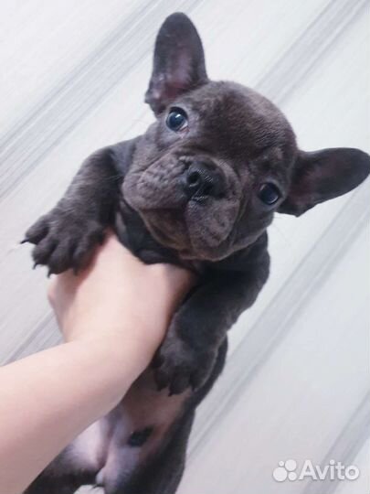 Французский бульдог голубые щенки