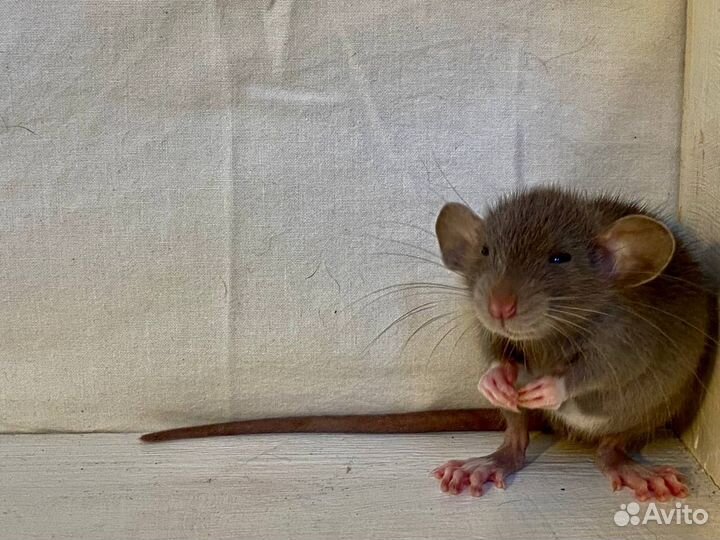 Декоративная крыса дамбо (мальчики)