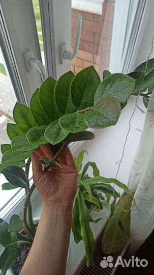 Замиокулькас 90см