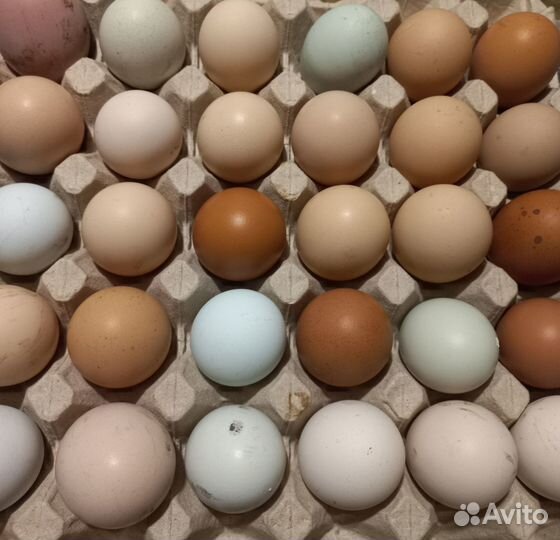 Инкубационное яйцо и цыплята