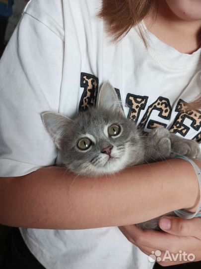 Котенок в добрые руки бесплатно