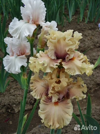 Высокие бородатые ирисы