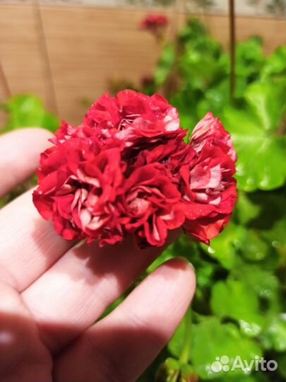 Пеларгония герань