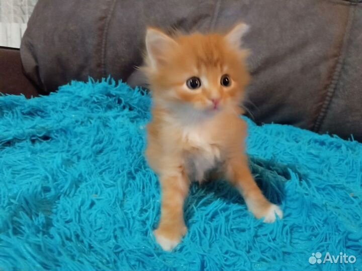 Отдам в хорошие руки котят