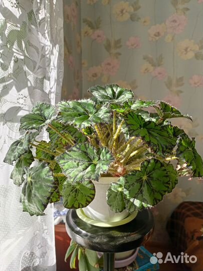 Бегония тигровая