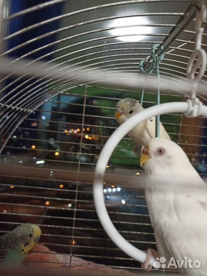Волнистые попугаи с клеткой