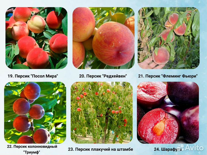 Саженцы Абрикоса, Персика, Нектарин, Шарафуга
