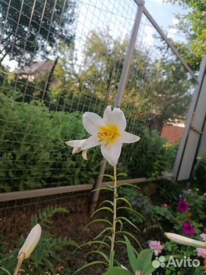 Лилия садовые