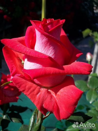 Продам саженцы розы