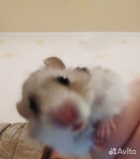 Клетка для грызунов, хомяк