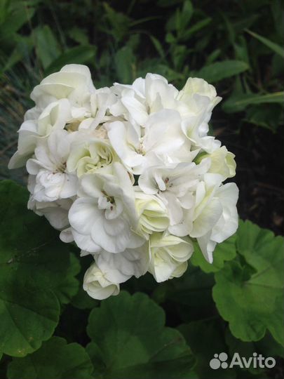 Домашние растения