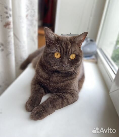 Передержка кошек