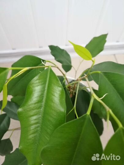 Фикус бенджамина