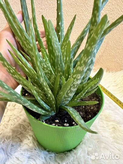 Алоэ вера (лечебный)