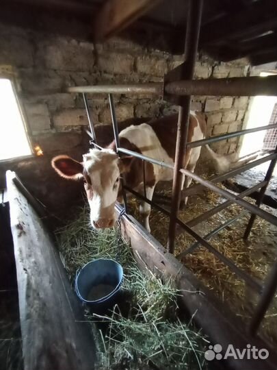 Бычки и телки