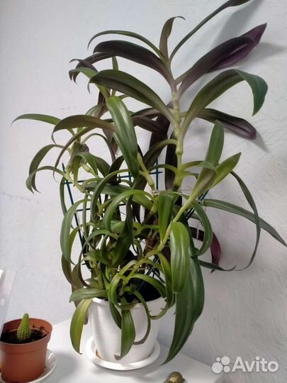 Рео. Традесканция