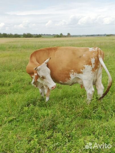 Корова симментальской породы