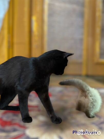 Отдам котят в добрые руки 1месяц и 7месяцев