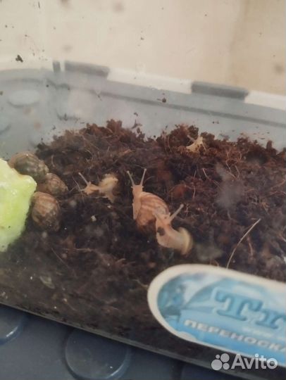 Улитята ахатины