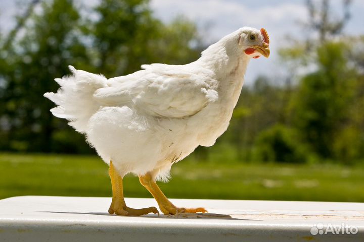 Домашняя Курица / тушка /куриное мясо