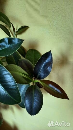 Фикус каучуконосный