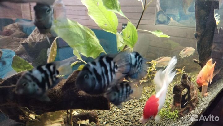 Аквариумные рыбки