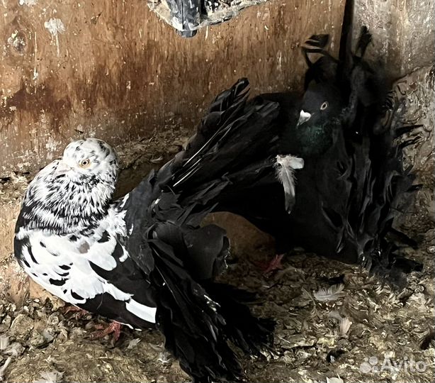 Голуби декоративные