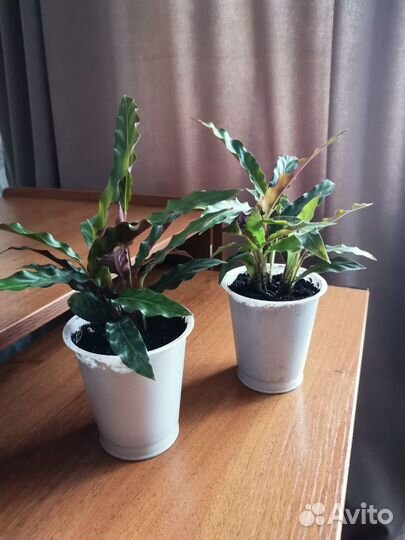 Калатея руфибарба