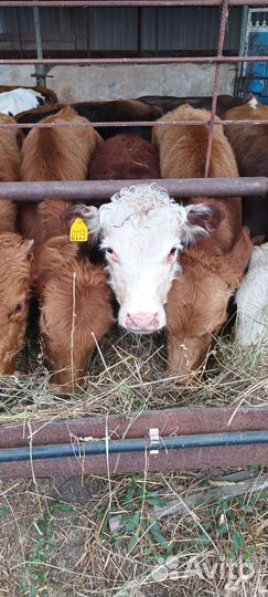 Бычки 32 головы