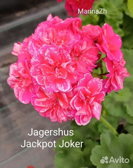 Пеларгония сортовая