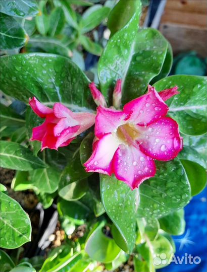 Адениумы dorset horn барашки