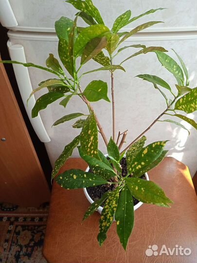 1,2 фото-Кодиеум. 3, 4 фото- Gold Star