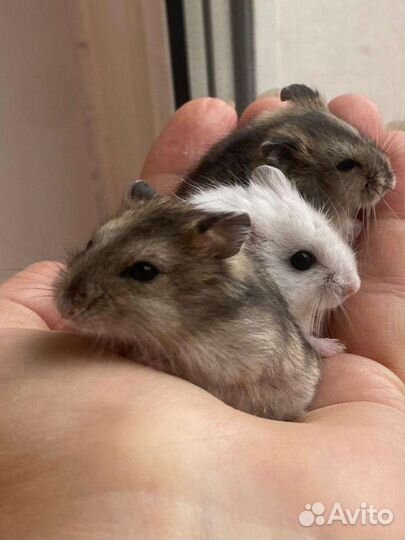 Джунгарские хомяки