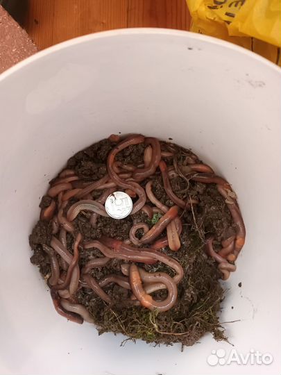 Черви, выползки