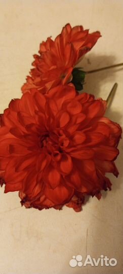 Георгины клубни