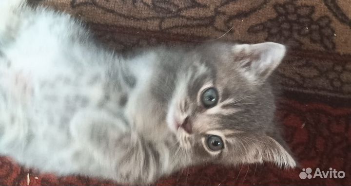 Кошка британочка