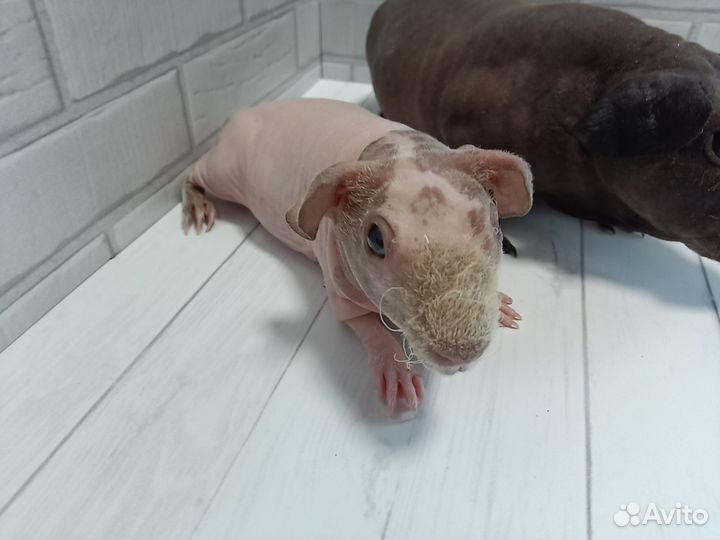 Морские свинки скинни разные