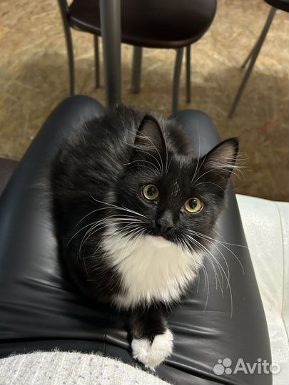 Отдам кота в добрые руки