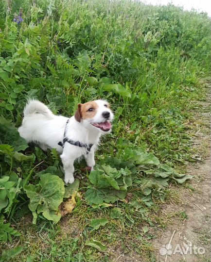 Джек Рассел Терьер