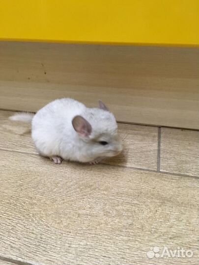 Шиншилла серая,белая