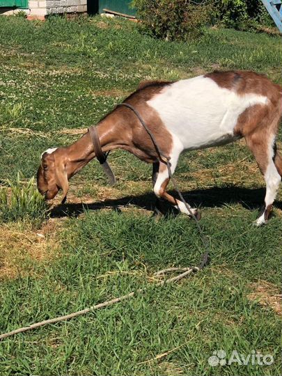 Нубийская коза