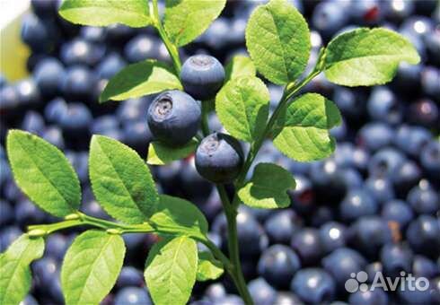 Черника лесная Ручной сбор