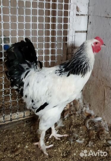 Петух Красавчик Колумбийский Брама