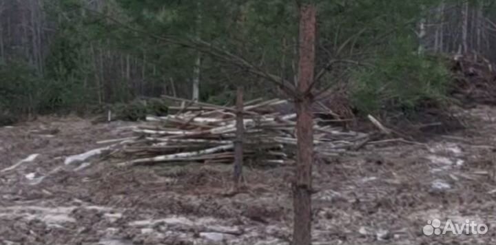 Лес кругляк молодняк осенний