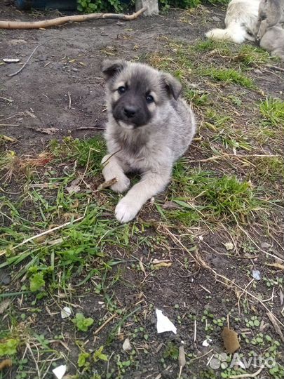 Щенки дворняги