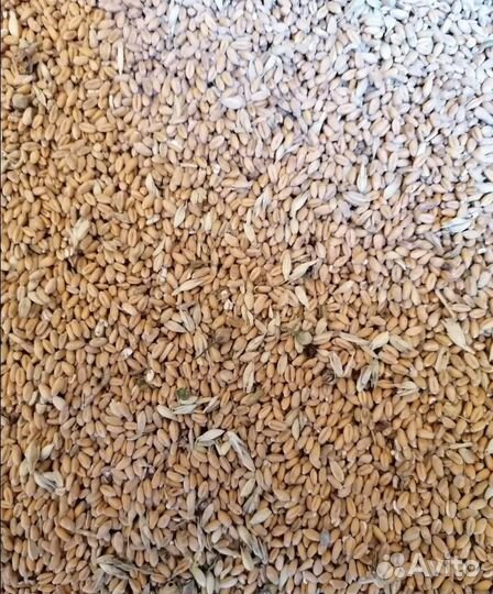 Сахарная свёкла, Фуражная пшеница корма