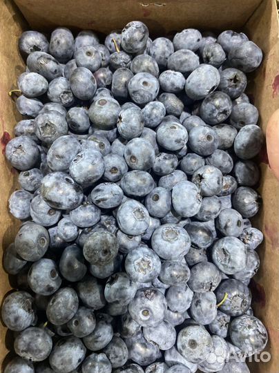 Голубика свежая
