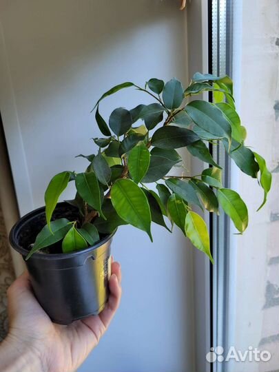 Декабрист белый и фикус мелколистный